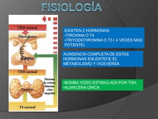 EXISTEN 2 HORMONAS:
•TIROXINA O T4
•TRIYODOTIRONINA O T3 ( 4 VECES MAS
POTENTE)
AUNSENCIA COMPLETA DE ESTAS
HORMONAS ENLENTECE EL
METABOLISMO Y VICEVERSA.
•BOMBA YODO ESTIMULADA POR TSH.
•ALMACENA ÚNICA
 