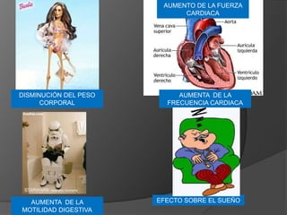 EFECTO SOBRE EL SUEÑO
AUMENTA DE LA
FRECUENCIA CARDIACA
AUMENTO DE LA FUERZA
CARDIACA
AUMENTA DE LA
MOTILIDAD DIGESTIVA
DISMINUCIÓN DEL PESO
CORPORAL
 