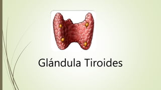 Glándula Tiroides
 