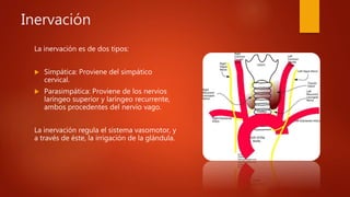 Inervación
La inervación es de dos tipos:
 Simpática: Proviene del simpático
cervical.
 Parasimpática: Proviene de los nervios
laríngeo superior y laríngeo recurrente,
ambos procedentes del nervio vago.
La inervación regula el sistema vasomotor, y
a través de éste, la irrigación de la glándula.
 