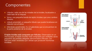 Componentes
 Lóbulos: cada una de las mitades de la tiroides, localizados a
cada lado de la tráquea.
 Istmo: una pequeña banda de tejido tiroideo que une a ambos
lóbulos.
 Lóbulo piramidal: un pequeño lóbulo que puede localizarse en
relación con el istmo.
 Glándulas paratiroides: 4 a 12 glándulas que se encuentran en
la parte posterior de la tiroides.
El tejido tiroideo está compuesto por folículos. Observados en un
microscopio, el tejido tiroideo está compuesto por múltiples sacos
pequeños de paredes delgadas denominados folículos. Los
folículos están revestidos por células que producen hormonas
tiroideas
 