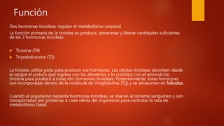 Función
Dos hormonas tiroideas regulan el metabolismo corporal.
La función primaria de la tiroides es producir, almacenar y liberar cantidades suficientes
de las 2 hormonas tiroideas:
 Tiroxina (T4)
 Triyodotironina (T3)
La tiroides utiliza yodo para producir sus hormonas. Las células tiroideas absorben desde
la sangre el yoduro que ingresa con los alimentos y lo combina con el aminoácido
tirosina para producir a estas dos hormonas tiroideas. Posteriormente, estas hormonas
son incorporadas dentro de la molécula de tiroglobulina (Tg) y se almacenan en folículos.
Cuando el organismo necesita hormonas tiroideas, se liberan al torrente sanguíneo y son
transportadas por proteínas a cada célula del organismo para controlar la tasa de
metabolismo basal.
 