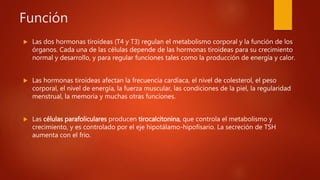 Función
 Las dos hormonas tiroideas (T4 y T3) regulan el metabolismo corporal y la función de los
órganos. Cada una de las células depende de las hormonas tiroideas para su crecimiento
normal y desarrollo, y para regular funciones tales como la producción de energía y calor.
 Las hormonas tiroideas afectan la frecuencia cardíaca, el nivel de colesterol, el peso
corporal, el nivel de energía, la fuerza muscular, las condiciones de la piel, la regularidad
menstrual, la memoria y muchas otras funciones.
 Las células parafoliculares producen tirocalcitonina, que controla el metabolismo y
crecimiento, y es controlado por el eje hipotálamo-hipofisario. La secreción de TSH
aumenta con el frio.
 