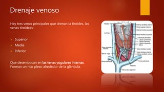 Drenaje venoso
Hay tres venas principales que drenan la tiroides, las
venas tiroideas:
 Superior
 Media
 Inferior
Que desembocan en las venas yugulares internas.
Forman un rico plexo alrededor de la glándula.
 