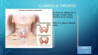 GLÀNDULA TIROIDES
Es una de las glándulas endócrinas más grandes
Se sitúa por debajo de la
laringe y ambos lados
Delante de la tráquea
Peso 15 y 20g en adultos
sanos
Isabelly
3-14-5031
 