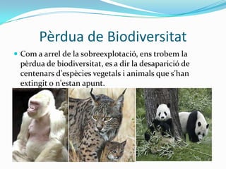 Pèrdua de BiodiversitatCom a arrel de la sobreexplotació, ens trobem la pèrdua de biodiversitat, es a dir la desaparició de centenars d'espècies vegetals i animals que s'han extingit o n'estan apunt.  