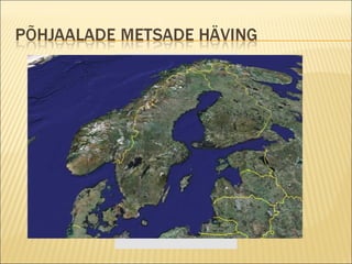 Google Earth / NASA / TerraMetrics Rückgang der nordischen Nadelwälder: Die Wälder in Skandinavien, dem Norden Russlands und Nordamerika umfassen fast ein Drittel der weltweiten Waldfläche. Mit dem Klimawandel erhöht sich der auf sie wirkende Stress durch Pflanzenschädlinge, Feuer und Stürme. Ihr Absterben würde nicht nur den Lebensraum vieler Tiere und Pflanzen vernichten, sondern auch eine massive Freisetzung von Kohlendioxid bedeuten.  