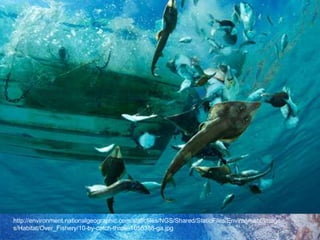 http://environment.nationalgeographic.com/staticfiles/NGS/Shared/StaticFiles/Environment/Images/Habitat/Over_Fishery/10-by-catch-throw-1055388-ga.jpg