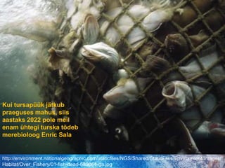 Kui tursapüük jätkub praeguses mahus, siis aastaks 2022 pole meil enam ühtegi turska tõdeb merebioloog Enric Salahttp://environment.nationalgeographic.com/staticfiles/NGS/Shared/StaticFiles/Environment/Images/Habitat/Over_Fishery/01-fish-dead-689664-ga.jpg