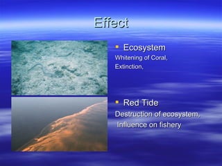 Effect Ecosystem Whitening of Coral,  Extinction,  Red Tide Destruction of ecosystem, Influence on fishery 