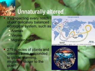 Unnaturally altered It’s impacting every notch of our delicately balanced ecological system, such as Animals Viruses Migration habits 279 species of plants and animals have responded to global warming, migrating closer to the poles. 