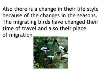 Also there is a change in their life style
because of the changes in the seasons.
The migrating birds have changed their
time of travel and also their place
of migration.
 