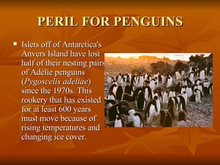 PERIL FOR PENGUINS Islets off of Antarctica's Anvers Island have lost half of their nesting pairs of Adélie penguins ( Pygoscelis adeliae ) since the 1970s. This rookery that has existed for at least 600 years must move because of rising temperatures and changing ice cover. 