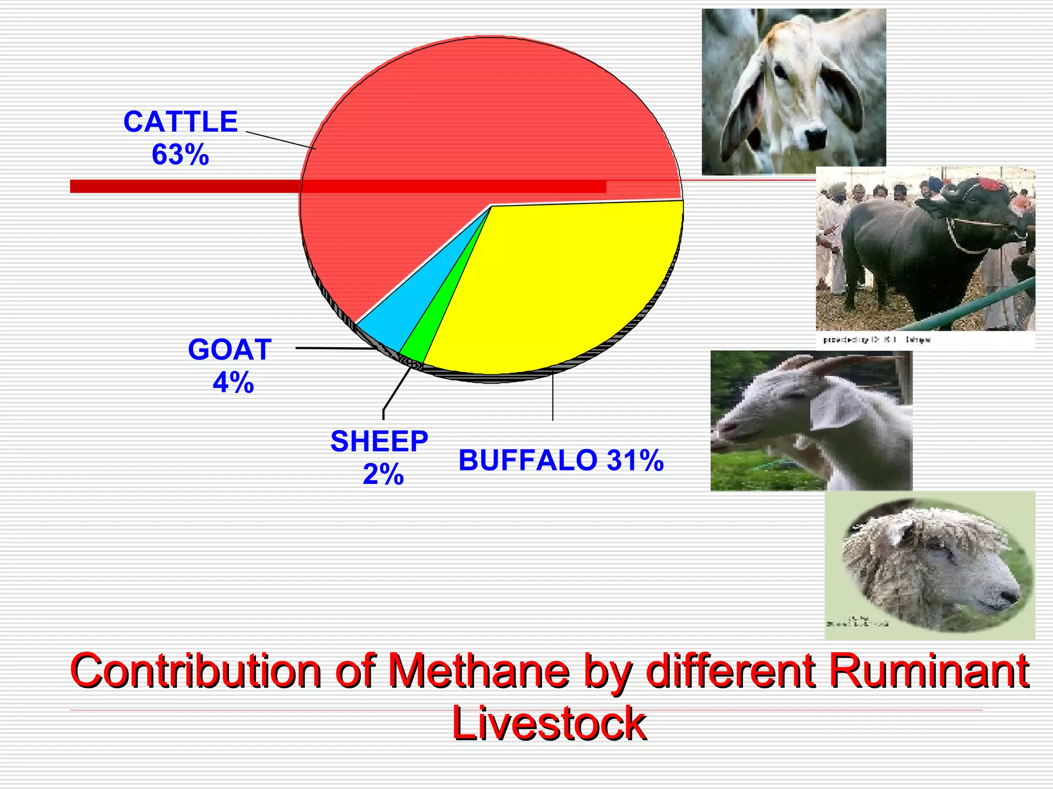 CATTLE 63% GOAT  4% SHEEP  2% Contribution of Methane by different Ruminant Livestock BUFFALO 31% 