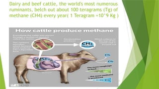 14
Dairy and beef cattle, the world's most numerous
ruminants, belch out about 100 teragrams (Tg) of
methane (CH4) every year( 1 Teragram =10^9 Kg )
 