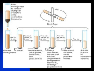 Global analysis of protein | PPT