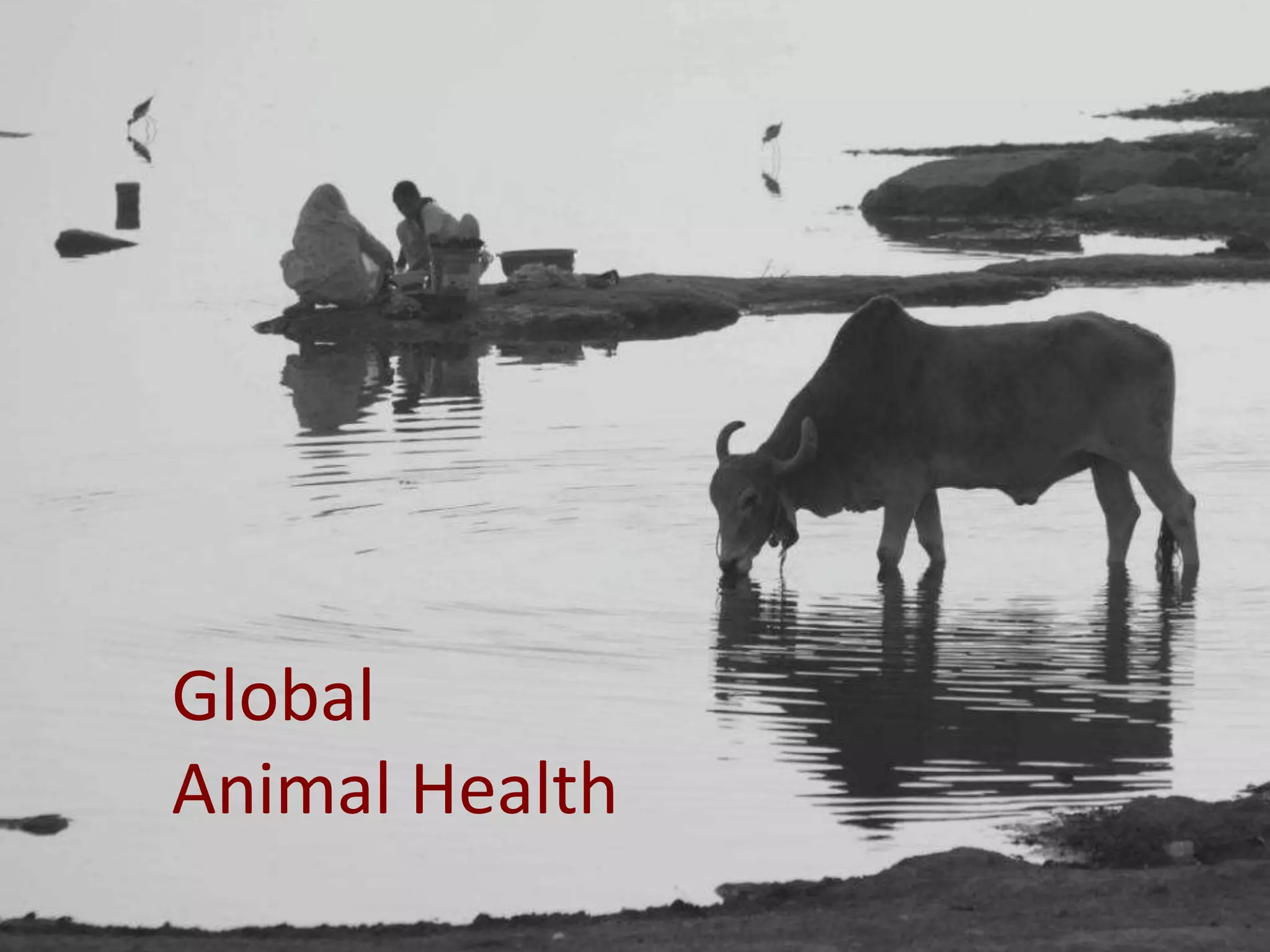 Global
Animal Health

 