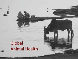 Global health and sustainable food security: Why the livestock sectors of developing countries matter