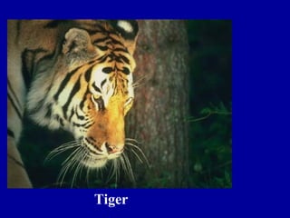 Tiger
 