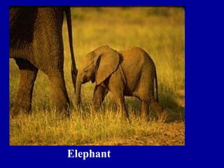 Elephant
 