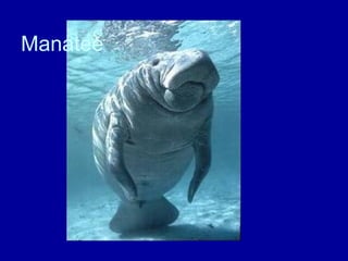Manatee
 