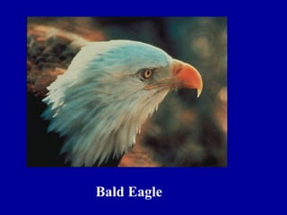 Bald Eagle
 