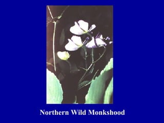 Northern Wild Monkshood
 