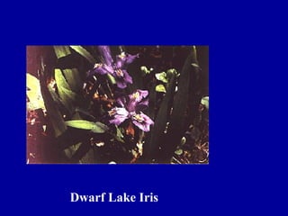 Dwarf Lake Iris
 