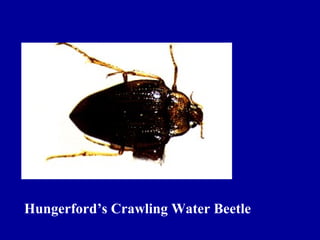 Hungerford’s Crawling Water Beetle
 