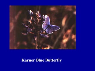 Karner Blue Butterfly
 