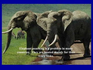 Elephant poaching is a problem in many
countries. They are hunted mainly for their
ivory tusks.
 