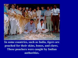 In some countries, such as India, tigers are
poached for their skins, bones, and claws.
These poachers were caught by Indian
authorities.
 