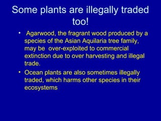 Some plants are illegally traded
too!
• Agarwood, the fragrant wood produced by a
species of the Asian Aquilaria tree family,
may be over-exploited to commercial
extinction due to over harvesting and illegal
trade.
• Ocean plants are also sometimes illegally
traded, which harms other species in their
ecosystems
 