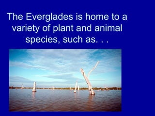 The Everglades is home to a
variety of plant and animal
species, such as. . .
 