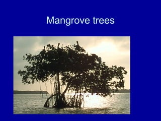 Mangrove trees
 