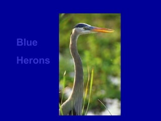 Blue
Herons
 