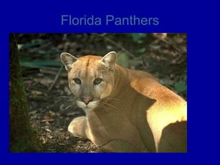Florida Panthers
 