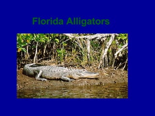 Florida Alligators
 