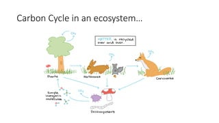 Carbon Cycle in an ecosystem…
 