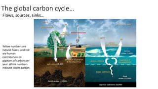 The global carbon cycle…
Flows, sources, sinks…
Yellow numbers are
natural fluxes, and red
are human
contributions in
gigatons of carbon per
year. White numbers
indicate stored carbon.
 