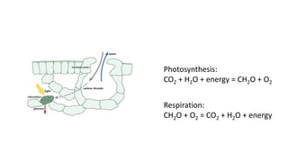 Photosynthesis:
CO2 + H2O + energy = CH2O + O2
Respiration:
CH2O + O2 = CO2 + H2O + energy
 