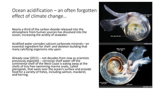 Ocean acidification – an often forgotten
effect of climate change…
Nearly a third of the carbon dioxide released into the
atmosphere from human sources has dissolved into the
ocean, increasing the acidity of seawater.
Acidified water corrodes calcium carbonate minerals—an
essential ingredient for shell- and skeleton-building that
many calcifying organisms rely upon.
Already now (2011) -- not decades from now as scientists
previously expected -- corrosive shelf water off the
continental shelf of the West Coast is eating away at the
shells of tiny free-swimming marine snails, called
pteropods, that swim near the ocean’s surface and provide
food for a variety of fishes, including salmon, mackerel,
and herring.
 