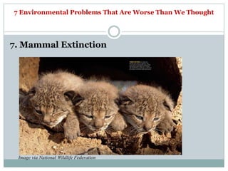 7 Environmental Problems That Are Worse Than We Thought




7. Mammal Extinction




 Image via National Wildlife Federation
 