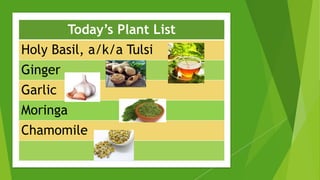 Today’s Plant List
Holy Basil, a/k/a Tulsi
Ginger
Garlic
Moringa
Chamomile
 