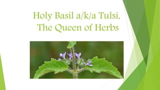 Holy Basil a/k/a Tulsi,
The Queen of Herbs
 