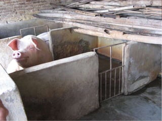 Global food systems and zoonoses