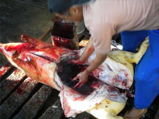 Global food systems and zoonoses