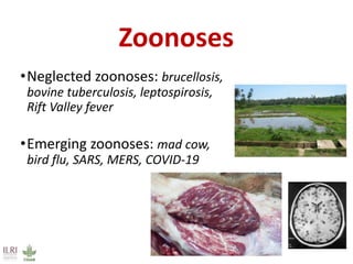 Global food systems and zoonoses