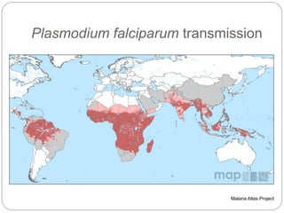 Plasmodium falciparum transmission
Malaria Atlas Project
 