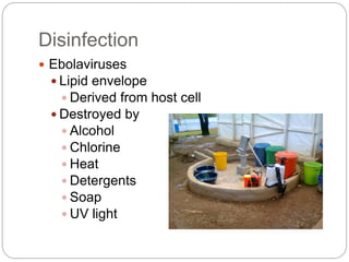 Disinfection
 Ebolaviruses
 Lipid envelope
 Derived from host cell
 Destroyed by
 Alcohol
 Chlorine
 Heat
 Detergents
 Soap
 UV light
 